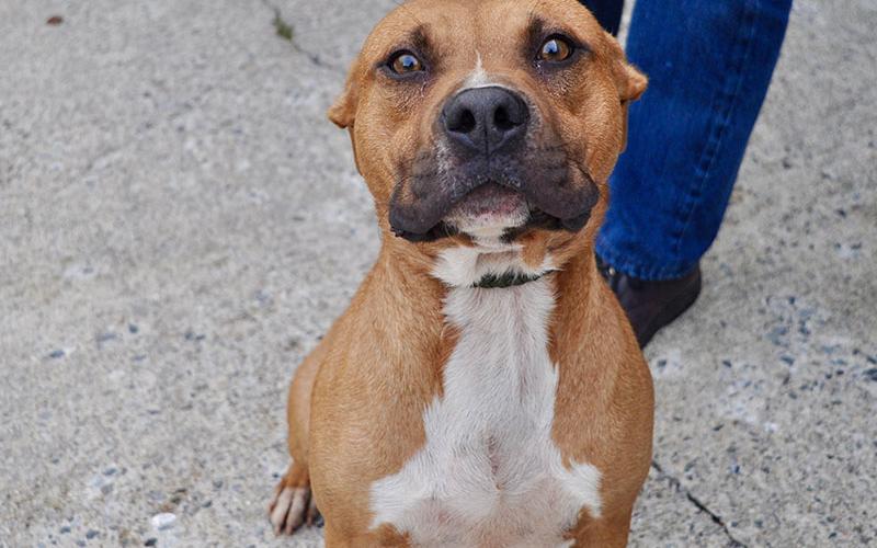 This male mix was dropped off at Animal Control September 17, where he is staying until reclaimed or adopted. This baby is in need of a loving home full of fun. His coat is a beautiful mix of brown with white and black patches. View him under Animal Control number 275-19.