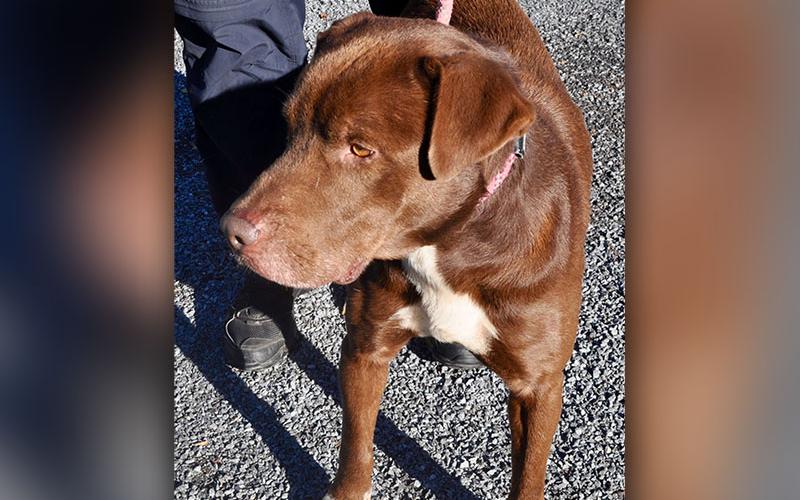 This male Lab mix, “Casey,” was picked up on Young Stone Drive in Mineral Bluff and is staying at Fannin County Animal Control until reclaimed or adopted. He’s full of love and a total sweetheart. His coat is reddish brown with white patches. View this sweet boy under Animal Control number 292-19.