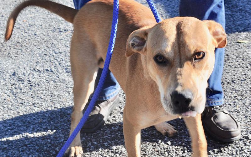This male Lab, “Sammy,” was surrendered by his owner and is staying at Fannin County Animal Control until adopted. This prescious boy has a big heart and is ready to settle down with a loving family. His coat is a beautiful tan with white patches. View this loving guy under Animal Control number 268-19.