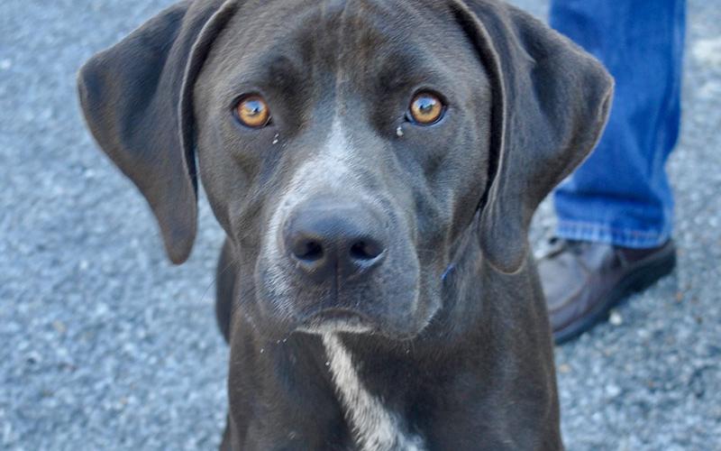 This male Lab, “Snickers,” was found at Antioch Cemetery and will stay at Fannin County Animal Control until reclaimed or adopted. This excited baby is in need of a loving home full of fun. His coat is a silky chocolate with white patches. View him under Animal Control number 259-19.