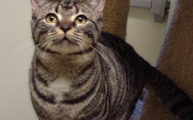 The Humane Society of Blue Ridge cat of the week is Astra. She is a small, adorable, lovable and playful girl. Come meet her and see if she will fit into your home. Learn more or schedule a visit by calling the Cat Haven at 706-632-4357.