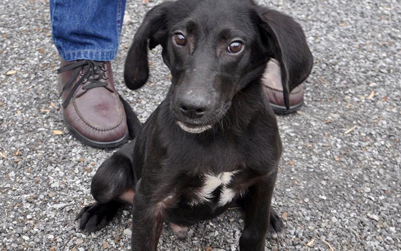 Volunteers have named this male mixed breed Lewis, and he will be staying at Animal Control until adopted. He has a smooth black coat and coffee bean colored eyes. View this fun pup under Animal Control number 340-19.