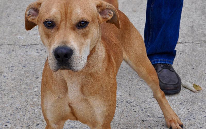 This male bulldog mix will be staying at Animal Control until adopted. He sports a short, orange coat with white undertones and chocolate colored eyes. View this playful dog under Animal Control number 292-19.