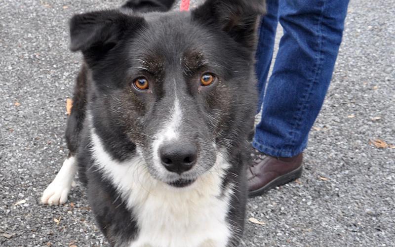 This male Border Collie mix was found on Aska Road in Blue Ridge November 6, and will be staying at Animal Control until adopted or reclaimed. He has a fluffy black and white coat with marmalade colored eyes. View this sweetie under Animal Control number 331-19.