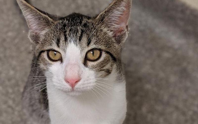 The Humane Society of Blue Ridge cat of the week is Ansel. He has the cutest pink nose and is a love bug. Come and meet him and take him home or one of his friends. Learn more or schedule a visit by calling the Cat Haven at 706-632-4357.
