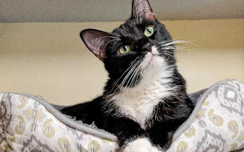 The Humane Society of Blue Ridge cat of the week is Charley. She is a beauty and would love to come home with you and be your best friend. She is a lovable girl who likes to be pet and to sit in your lap. Learn more or schedule a visit by calling the Cat Haven at 706-632-4357.