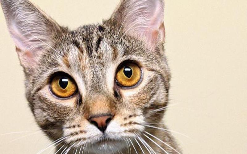 The Humane Society of Blue Ridge cat of the week is Celia. She is a very high energy kitten, very lovable and willing to lay on your lap for loving. Call and make an appointment to meet her. She is at a foster home and is getting excellent care but would love to have a forever home. Learn more or schedule a visit by calling the Cat Haven at 706-632-4357.
