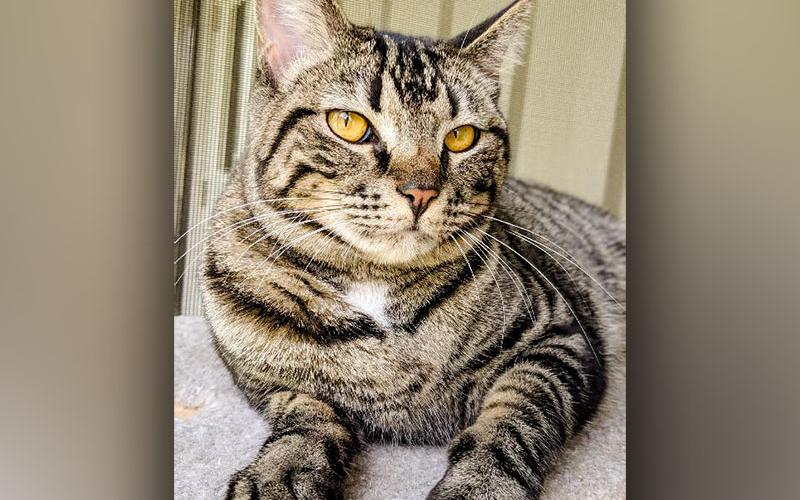 The Humane Society of Blue Ridge cat of the week is Astra. She is an adorable, lovable, playful girl. Go meet her and her friends to and take them home. Learn more or schedule a visit by calling the Cat Haven at 706-632-4357.