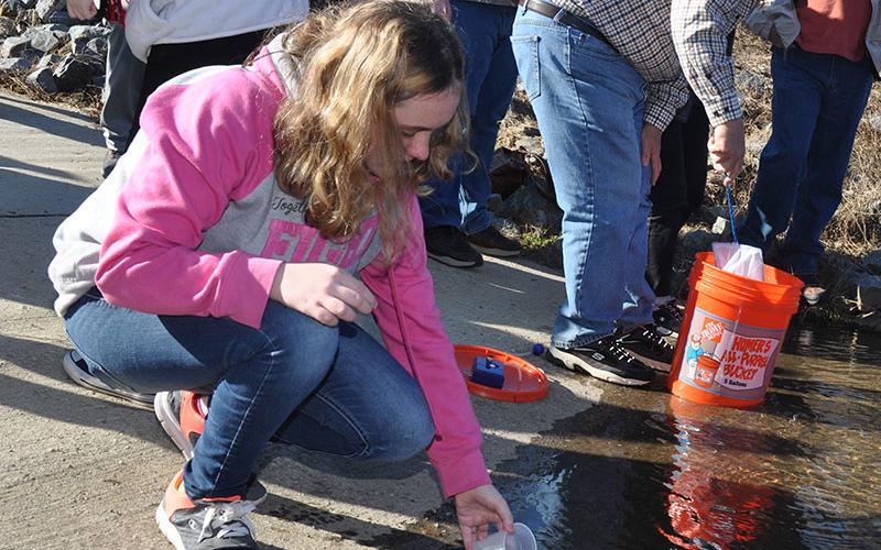 Students from Fannin County Middle School take turns placing baby trout into their new watery home. Shown is Marissa Holbert sending her trout off into the river.
