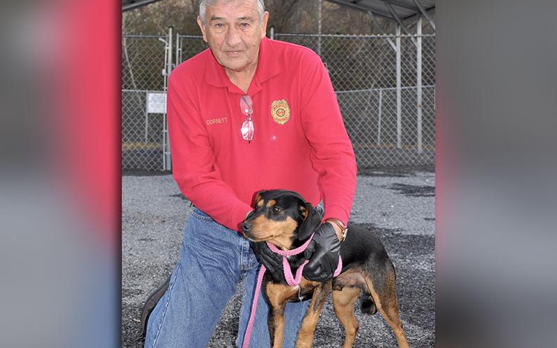 Animal Control Officer J.R. Cornett sits with this male Black and Tan mix. He was an owner surrender and will be staying at Animal Control until reclaimed or adopted. This guy has a shiny black and tan coat with dark brown eyes. View him under Animal Control number 372-19.