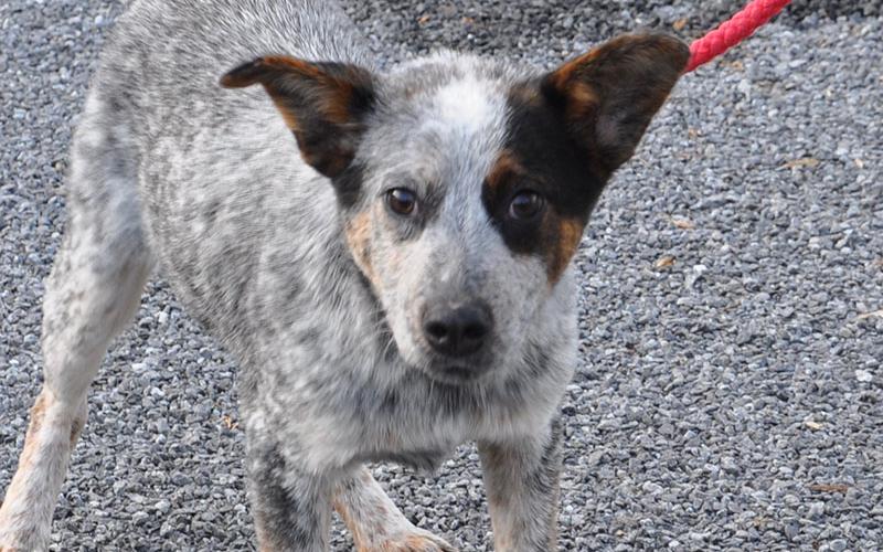 This female Blue Heeler mix was picked up on Highway 60 in Morganton December 23 and will be staying at Animal Control until reclaimed or adopted. She has a peppered coat with dark brown eyes. View this sweet girl under Animal Control number 370-19.