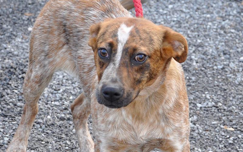 This male Red Heeler mix was picked up on Highway 60 in Morganton December 21 and will be staying at Animal Control until reclaimed or adopted. He has a red salt and pepper coat with deep brown eyes. View this sweet boy under Animal Control number 371-19.