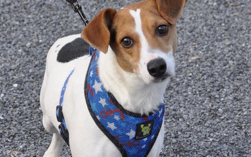 Rocco is a male Jack Russell mix. He is an owner surrender and will be staying at Animal Control until adopted. He has a while coat with black spots and a red face with cocoa bean colored eyes. View this good boy under Animal Control number 374-19.