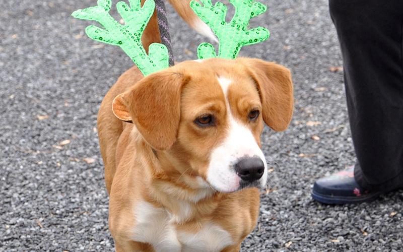 This male Beagle mix was picked up on Saffron Lane in Blue Ridge, December 5. He will be staying at Animal Control until reclaimed or adopted. He has an orange and white coat with amber eyes. View him under Animal Control number 361-19.