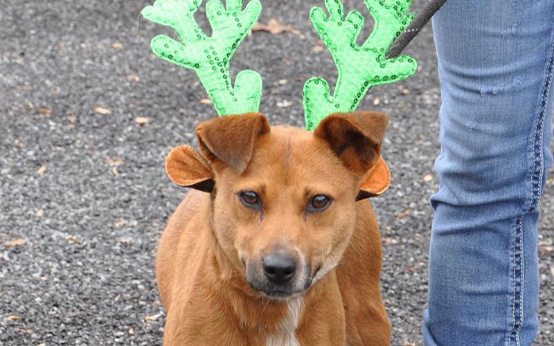 This male Fiest mix was picked up on Saffron Lane in Blue Ridge, December 5, and will be staying at Animal Control until reclaimed or adopted. He has an orange coat with a white chest. View this good boy under Animal Control number 360-19.