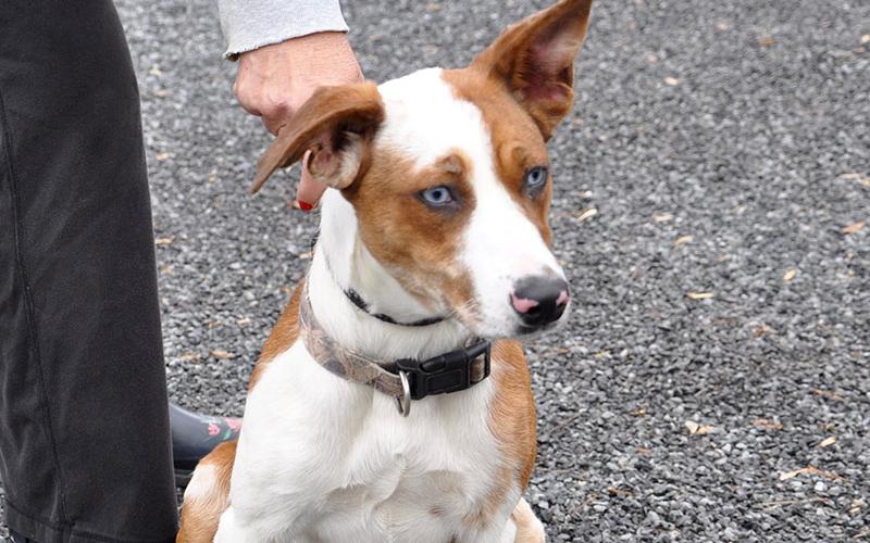 This female Heeler mix was picked up on Weaver Street in McCaysville, December 2, and will be staying at Animal Control until reclaimed or adopted. She has an orange and white coat with crystal blue eyes. View this fun girl under Animal Control number 354-19.