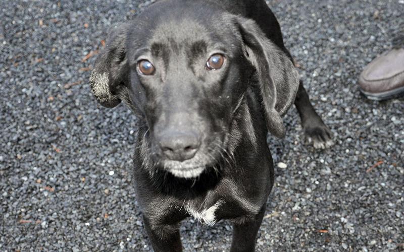 This male mix was picked up in McCaysville November 16 and will be staying at Animal Control until reclaimed or adopted. This sweet boy has a shiny black coat with a patch of white on his chest and cocoa colored eyes. View him under Animal Control number 340-19.