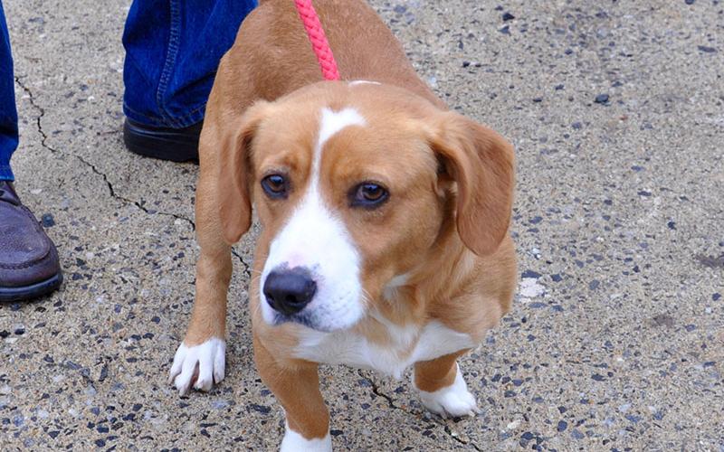 This male Beagle mix was picked up December 5 on Saffron Lane in Blue Ridge and will be staying at Animal Control until reclaimed or adopted. He has a short orange and white coat with amber eyes. View this sweetie under Animal Control number 361-19.