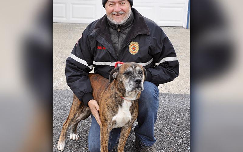 Animal Control Manager John Drullinger kneels while this male Boxer mix, who volunteers have named Mississippi, stands tall. Mississippi was dropped off December 4 and will be at Animal Control until reclaimed or adopted. This good boy sports a brindle coat of brown, black and white. View him under Animal Control number 359-19.