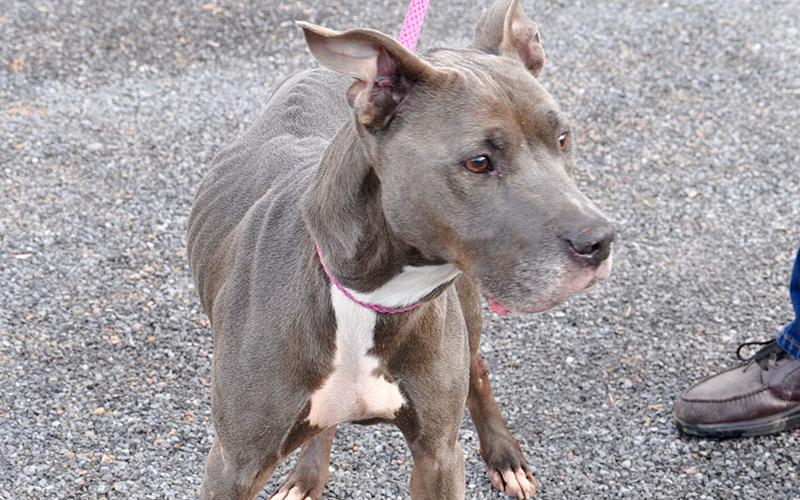 Smokey, this male Great Dane mix was an owner surrender and will remain at Animal Control until adopted. He sports a short, gray coat with tea colored eyes. View this sweet guy under Animal Control number 339-19.