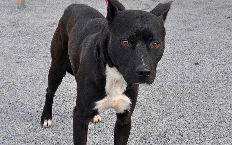 This male mix was found, October 9, on Josh Hall Road in Blue Ridge and will be staying at Animal Control until reclaimed or adopted. This handsome boy has a short, black coat with patches of white and sweet, tea colored eyes. View him under Animal Control number 308-19.