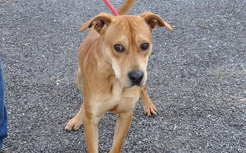 Casey, this male mix, was an owner surrender and will be staying at Animal Control until adopted. This good boy has a golden coat with dark brown eyes. View this playful boy under Animal Control number 292-19.