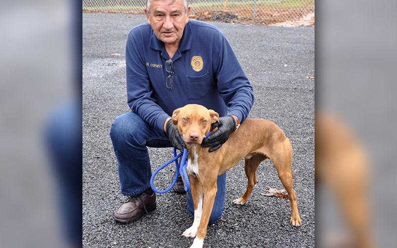 Animal Control Officer J.R. Cornett shows off this male Retriever mix who was picked up on Highway 515 November 22. He will be staying at Animal Control until reclaimed or adopted. This pretty boy has a light brown coat with patches of white and soft light brown eyes. View him under Animal Control number 342-19.