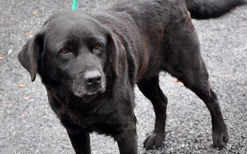 This male Lab mix is an owner surrender and will be at Animal Control until adopted. This sweet boy has a black coat with a brown undertone and tea colored eyes. View him under Animal Control number 347-19.