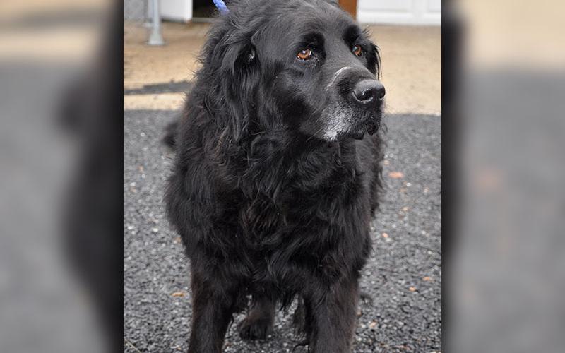 This male Lab mix is a owner surrender and will be at Animal Control until adopted. He has .woolly black hair and sweet tea colored eyes. View this sweet guy under Animal Control number 348-19.