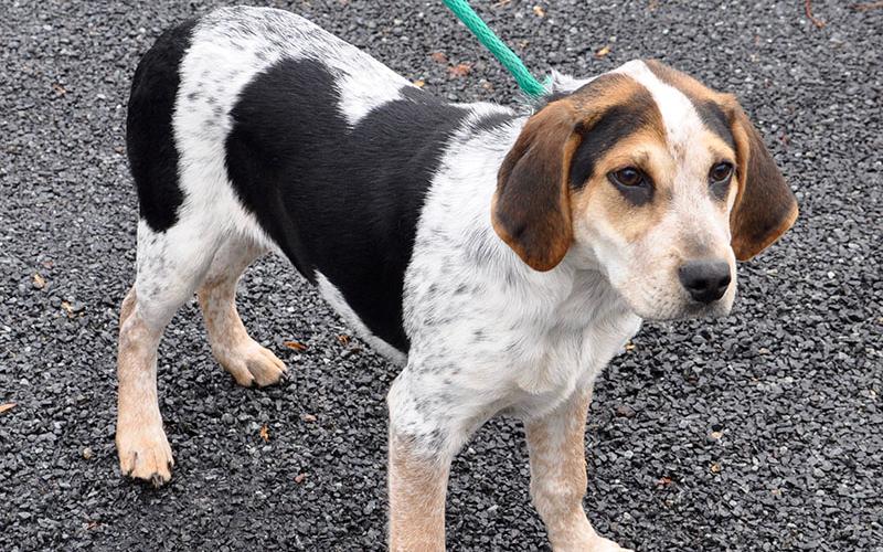 This male Hound mix was picked up at 111 Mountain Drive in Suches November 25. He will be at Animal Control until reclaimed or adopted. This playful boy has an orange, black and white coat. View him under Animal Control number 345-19.