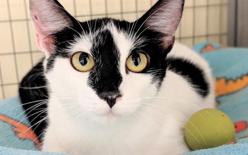 The Humane Society of Blue Ridge cat of the week is Pixie. She is a loving female who is shy at first but once you earn her trust, she loves to be loved. She gets along great with other cats. Learn more or schedule a visit by calling the Cat Haven at 706-632-4357.