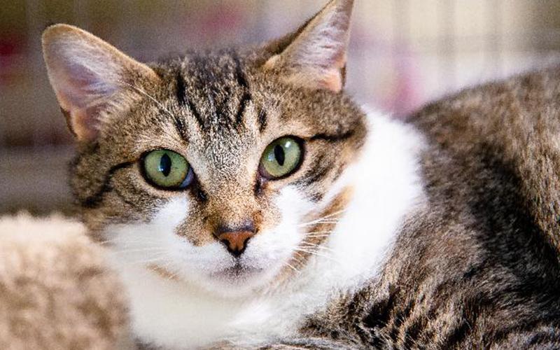 The Humane Society of Blue Ridge cat of the week is Socks. He is a three-year-old Domestic Medium Hair feline who is waiting for his furever home. He is quite the handsome and charming little gentleman. Socks prefers the comfort of the great indoors and has no interest in going outside. He is perfectly content watching the happenings of the outdoor world from a window or a screened porch. Learn more or schedule a visit by calling the Cat Haven at 706-632-4357.