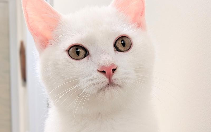 The Humane Society of Blue Ridge cat of the week is Nod. He is an adorable, five-month-old Domestic Shorthair who is waiting for his furever family. Solid white handsome fella. Learn more or schedule a visit by calling the Cat Haven at 706-632-4357.