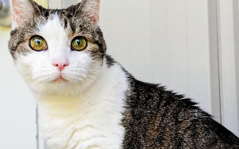 The Humane Society of Blue Ridge cat of the week is Lacy. She is a six-year-old female tabby and is the sweetest cat you will meet. She would make anyone an awesome addition to their family. Learn more or schedule a visit by calling the Cat Haven at 706-632-4357.