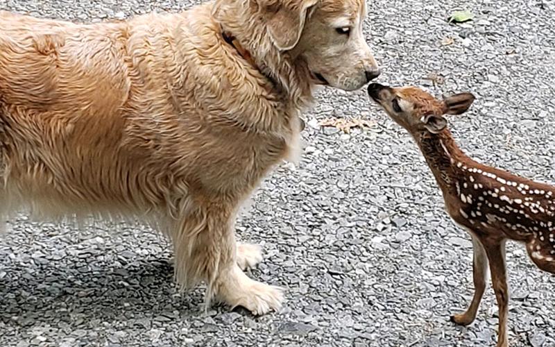Rose the Golden Retriever made friends with a fawn in the lawn of the Burden family. Claude Burden took the photo in June of last year. Diana Burden said the fawn’s mom came and got the baby deer later that night.