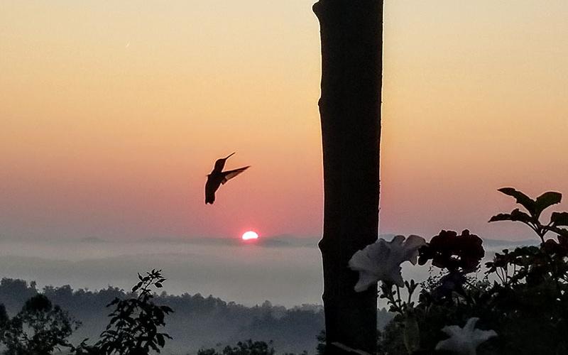 Sue and Roy Edwards captured this photo of a humming bird at sunset.
