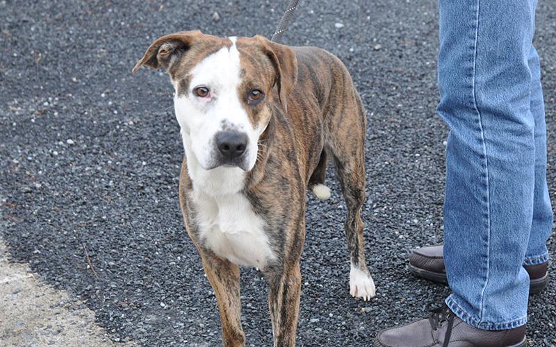 This male mix was found near the Ford dealership in Blue Ridge January 10. He’ll be staying at Fannin County Animal Control until reclaimed or adopted. This handsome fellow sports a brindle and white coat and floppy ears. View this cutie under Animal Control number 010-20.