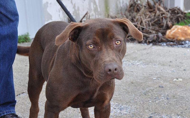 This beautiful female Chocolate Lab mix was picked up January 14 in Epworth and is staying at Fannin County Animal Control until reclaimed or adopted. Volunteers call her Cocoa and she has lovely golden eyes and soft ears. View this sweet pup under Animal Control number 018-20.