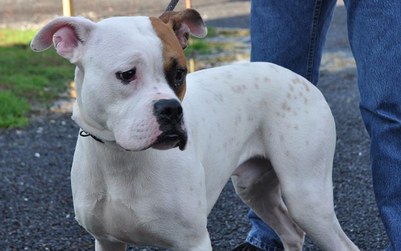 This male Boxer mix was found near the Ford dealership in Blue Ridge January 10. He is staying at Fannin County Animal Control until reclaimed or adopted. This handsome guy features a bright white coat with clay-colored sprinkles and patches. View this regal fellow under Animal Control number 008-20.