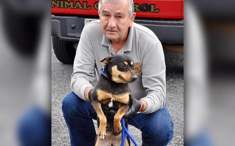 Animal Control Officer J.R. Cornett holds this female Fiest mix named Jenny who was surrendered by her owner. She will be staying at Animal Control until adopted. She is has a short, black and tan coat. View this lively girl under Animal control number 007-2020.