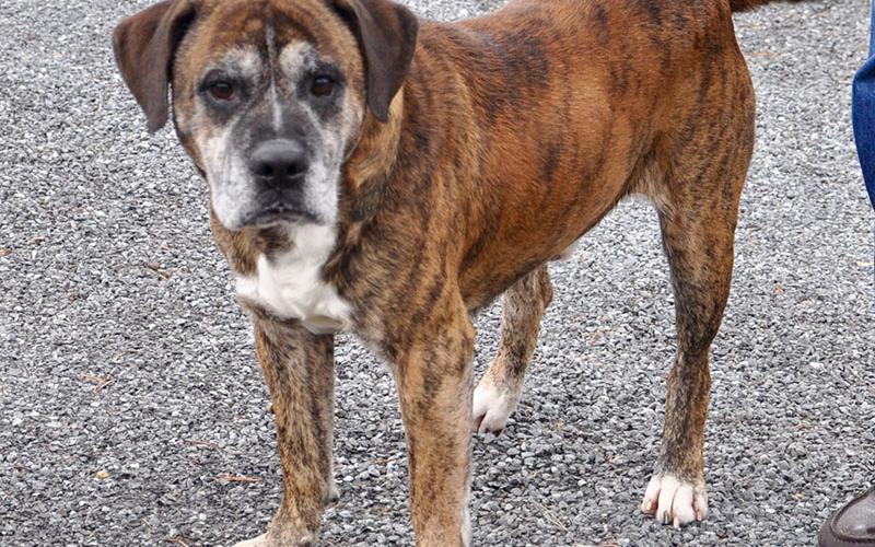 Mississippi, this male Boxer mix, was dropped off December 4 and will be staying at Animal Control until reclaimed or adopted. He has an orange, brown and white brindle coat with coffee bean colored eyes. View this sweet guy under Animal Control number 359-19.