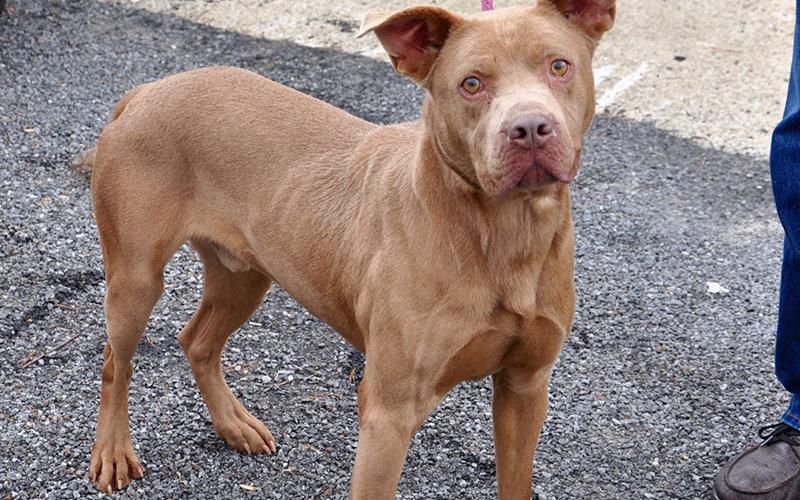 Dakota, this male Bulldog, was picked up on Aska Road in Blue Ridge December 7 and will be staying at Animal Control until adopted. He has a short, light brown coat with golden eyes. View this sweet boy under Animal Control number 363-19.