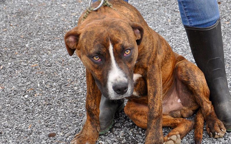 Beau, this sweet, male Boxer mix, was picked up on Loving Road in Morganton December 26 and will be staying at Animal Control until reclaimed or adopted. He has an orange and brown brindle coat with beautiful tan eyes. View this good boy under Animal Control number 376-19.