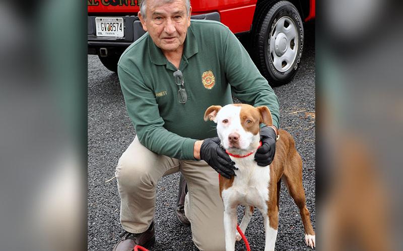 Animal Control Officer J.R. Cornett holds this beautiful female mix. She was found on Burgess Road in Morganton January 23 and will reside at Animal Control until reclaimed or adopted. This girl has a light brown and white coat with caramel eyes. View her under Animal Control number 036-2020.