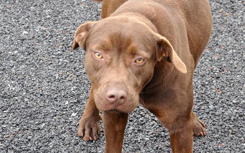 vThis female Lab mix was found on Colwell Church Road in Epworth January 14 and will be staying at Animal Control until reclaimed or adopted. She has a short, brown coat with striking tan eyes. View this playful girl under Animal Control number 018-2020.