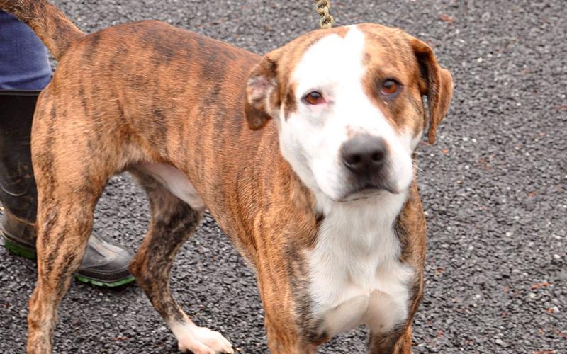 This male mix was found at the Ford dealership in Blue Ridge January 10 and will be staying at Animal Control until reclaimed or adopted. He has a brindle coat with a patch of white and amber colored eyes. View this sweet boy under Animal Control number 010-2020.