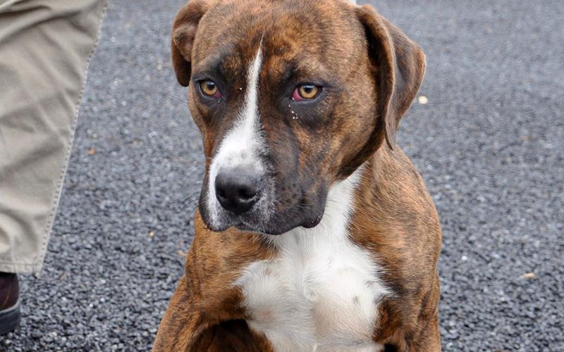 Beau is a male mix that was picked up on Loving Road December 26. He will reside at Animal Control until reclaimed or adopted. This sweet boy has a brindle coat with patches of white and caramel colored eyes. View him under Animal Control number 376-19.