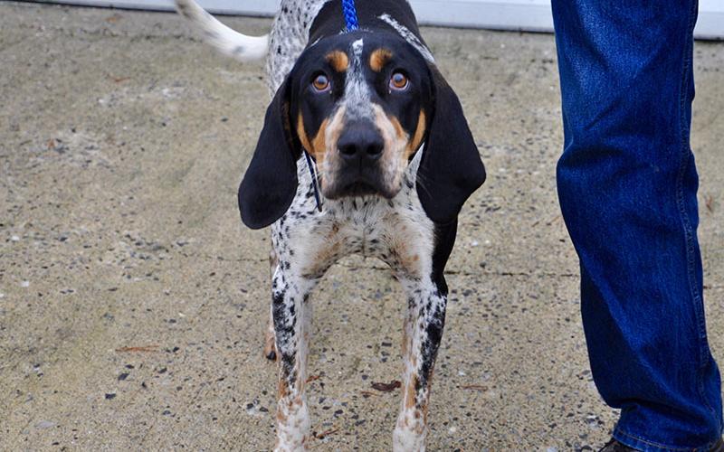 Blue is a male Blue Tick Hound who was dropped off Monday, December 30, and will be staying at Animal Control until reclaimed or adopted. Blue is white with peppered black spots and orange eyebrows and sideburns. View this sweet boy under Animal Control number 382-19.