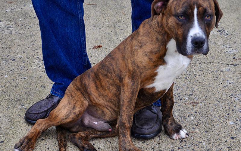 Beau is a male Bulldog who was picked up on Larry Road in Blue Ridge, December 26, and will be staying at Animal Control until reclaimed or adopted. He has yellow eyes and a burnt orange coat with black tiger strips. View this playful boy under Animal Control number 376-19.