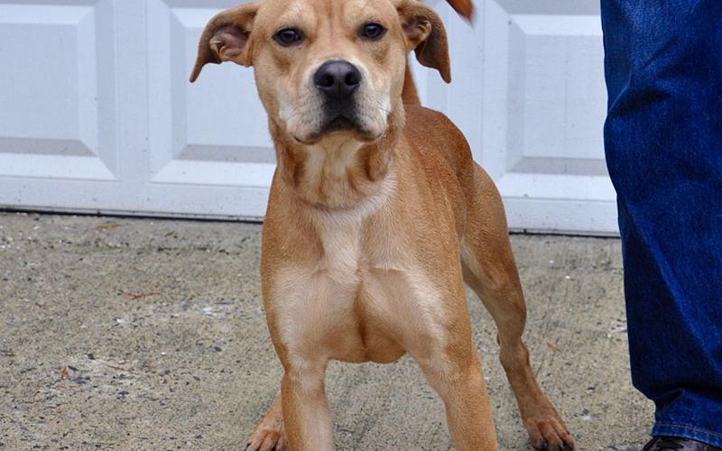 Casey is a male Lab mix who is an owner surrender and will be staying at Animal Control until adopted. He has a golden coat with chocolatey eyes. Casey is very sweet and would make a great play date. View him under Animal Control number 299-19.